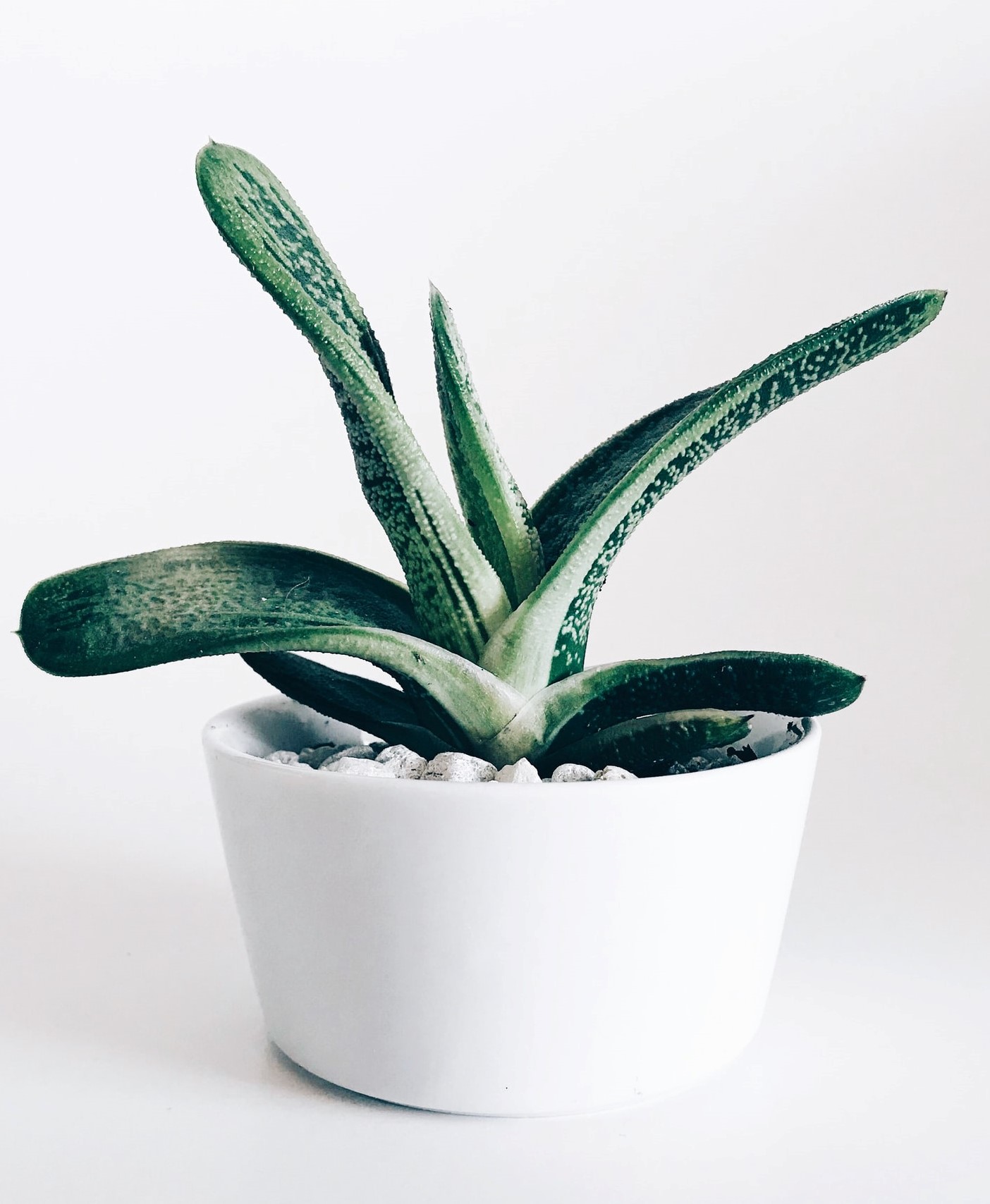 Small succulent in a pot with a minimalist background